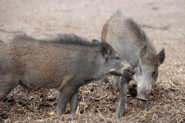 Fototapeta premium Zwei Überläufer am zanken