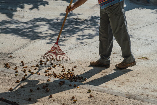Man sweeping fallen figs from the tree with a rake