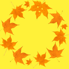 Naklejka na ściany i meble A wreath of maple leaves on a yellow background. Autumn composition. Flat lay, top view, copy space