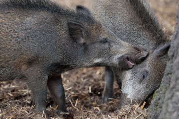 Zwei Überläufer am zanken