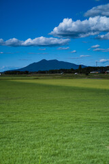 緑の先の筑波山