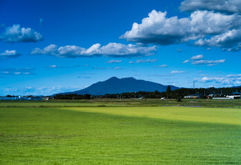 緑の先の筑波山