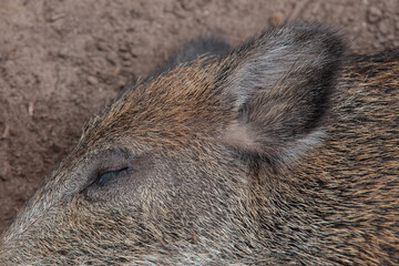 Ein Frischling tief am schlafen