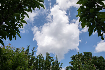 Obraz premium blue sky. white clouds. green leaves and tree branches