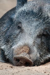 Ein Wildschwein im Sandlager am schlafen