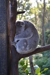 koala in tree © Виктор К.