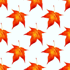 A repeating pattern of red maple leaves on a white background. Autumn concept
