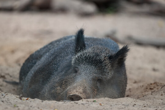 Ein Wildschwein im Sandlager am schlafen