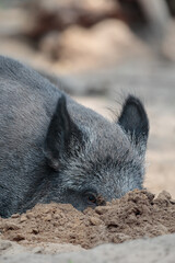 Ein Wildschwqein schiebt Sand