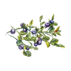 Blueberry. Watercolor botanical illustration. Hand drawn watercolor painting blueberry on white background.