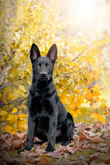 Hund, Deutscher Schäferhund, schwarz sitzt im Herbst vor einem Baum - obrazy, fototapety, plakaty