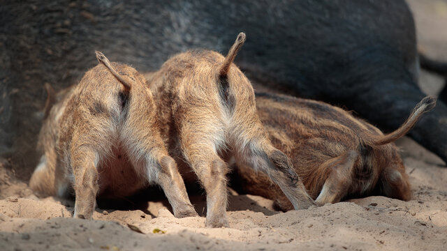 Wildschwein Frischlinge s&auml;ugen bei der Bache