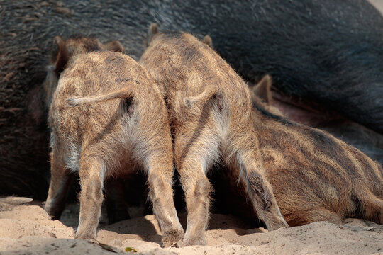 Wildschwein Frischlinge s&auml;ugen bei der Bache