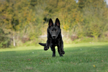 Hund, Deutscher Schäferhund, schwarz rennt, springt über eine Wiese