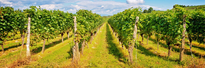 Fototapeta na wymiar Panorama of vine stocks in a vineyard