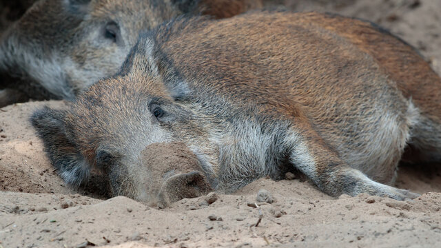 Ruhende Wildschweine im Sandlager