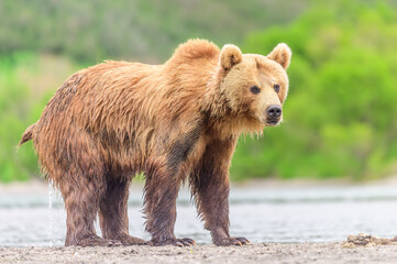 Fototapeta premium Ruling the landscape, brown bears of Kamchatka (Ursus arctos beringianus)