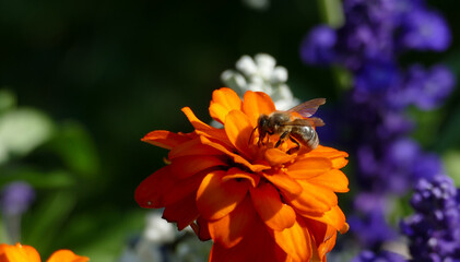 Obraz premium Bee sitting on orange flower
