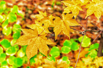 Beautiful composition of fallen maple leaves and green vegetation in the autumn forest. Close-up