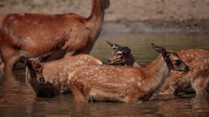 Rothirsche am Wasserloch im Sommer