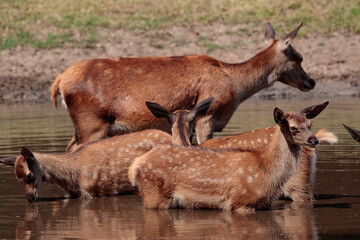 Rothirsche am Wasserloch im Sommer