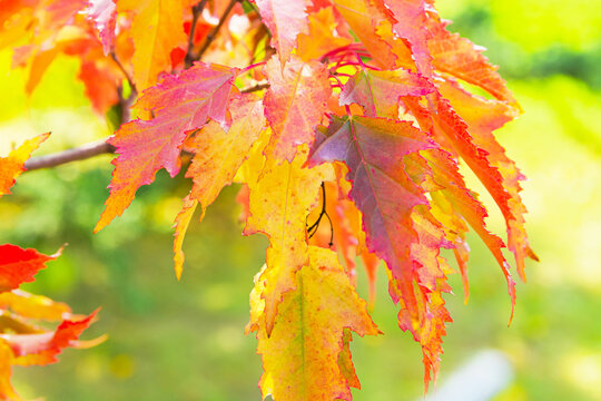 A branch of bright autumn red-yellow leaves of the Tatar maple