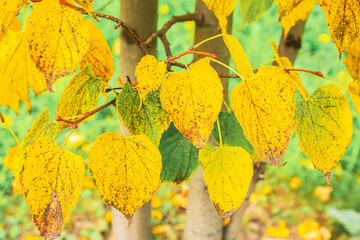 Yellowed leaves on a linden tree branch in autumn