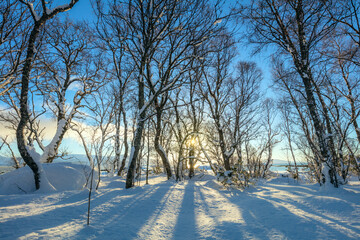 Beautiful Winter forest landscape - trees covered snow and golden sunlight