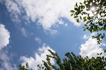 blue sky. white clouds. green leaves and tree branches