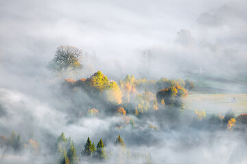 Foggy Autumn landscape with fir trees and yellow maple trees in forest
