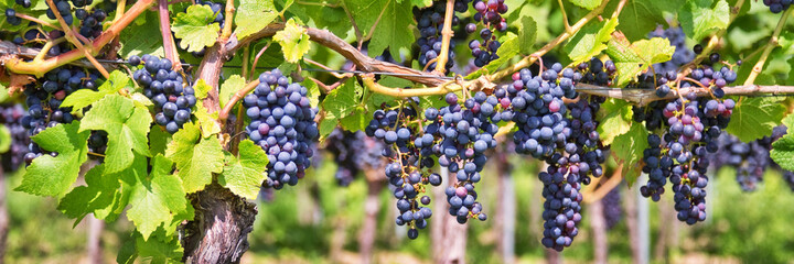 Panorama of red black grapes in a vineyard - obrazy, fototapety, plakaty