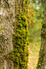 In the autumn forest, there is a trunk of an old birch covered with moss. Close-up