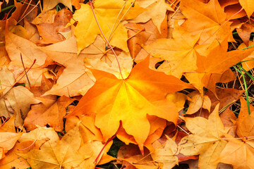 A ray of sun fell on an orange maple leaf in the autumn forest and made it stand out among others