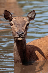 Rothirsche am Wasserloch im Sommer