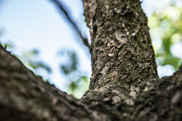 Obraz premium Wooden texture. tree bark. wood. summer.