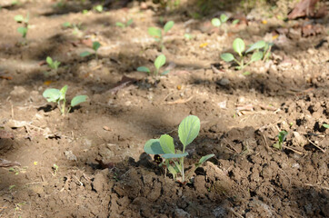 bunch the small ripe green cabbage plant seedlings in the garden.