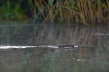 Ein Biber in der Peene in der Abenddämmeung