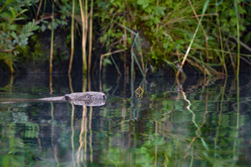 Ein Biber in der Peene in der Abenddämmeung