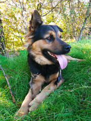 beautiful dog in a clearing in the forest