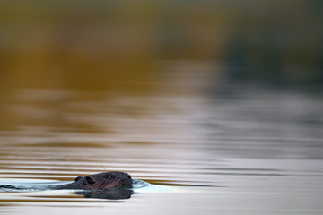 Ein Biber in der Peene in der Abenddämmeung