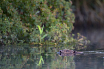 Ein Biber in der Peene in der Abenddämmeung