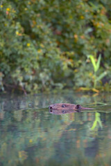 Ein Biber in der Peene in der Abenddämmeung