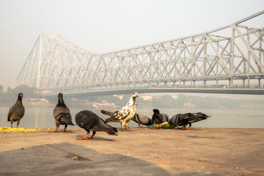 pegions are aitting near howrah bridge,kolkata,india