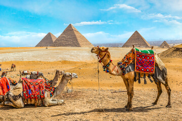 Camel family in Giza