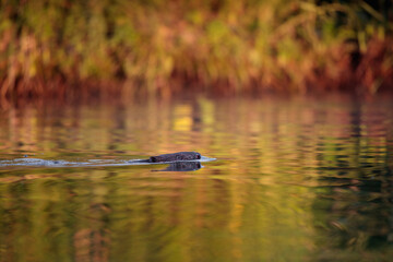 Ein Biber schwimmt in der Peene bei Sonnenuntergang