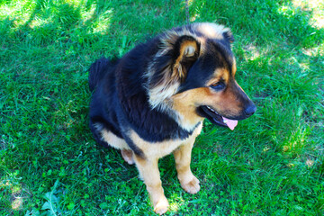 beautiful dog in a clearing in the forest