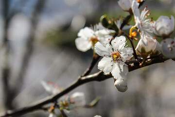 Closeup on white apple blossom in the spring