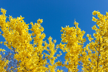 Yellow forsythia flowers against a blue, spring sky