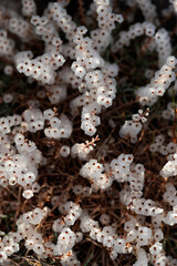 Delicate white small mountain flowers. Natural beautiful background