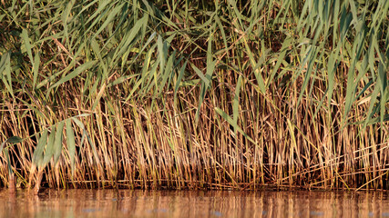 Schilf am Peeneufer im Sonnenlicht
